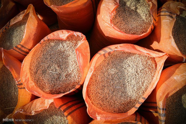 خرید برنج پر محصول کشاورزان گیلانی توسط شرکت بازرگانی دولتی