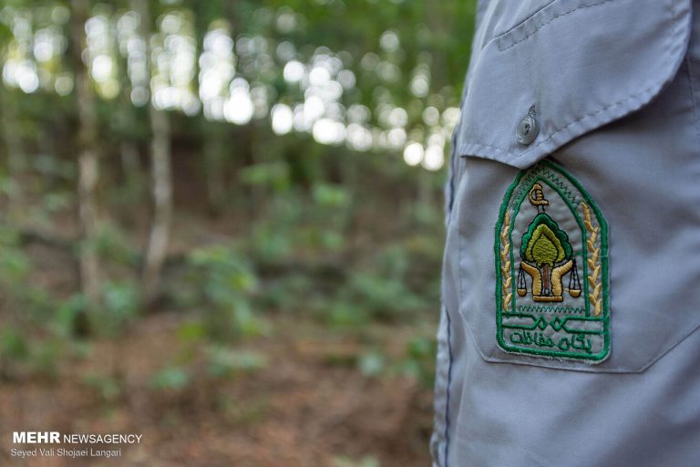 سلام جنگلبان – خط و نقد | اخبار ایران و جهان