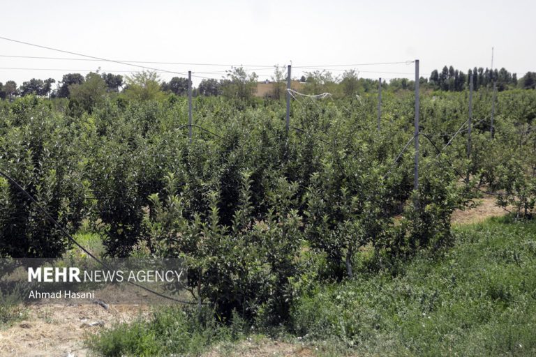 طرح مردمی‌سازی عرصه‌های منابع طبیعی کشور تهیه شد – خبرگزاری
