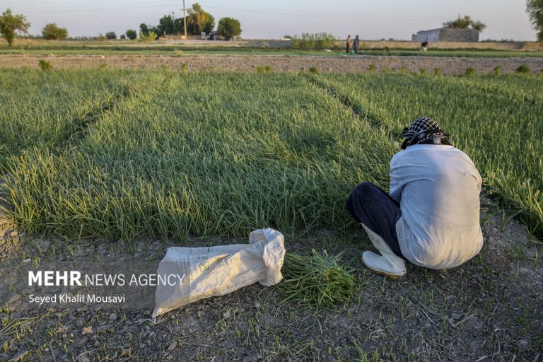 سنتی بودن یکی از مشکلات کشاورزی خوزستان است – خط و نقد |