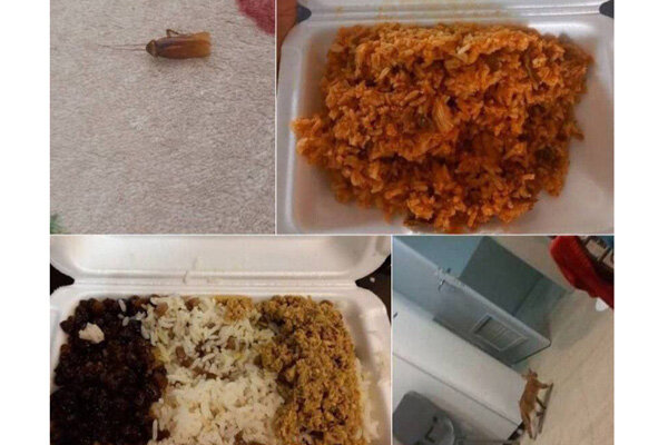 واکنش سرپرست فدراسیون به انتقاد ازسوسک درغذا وگربه دراتاق ورزشکار – خط و نقد | اخبار ایران و جهان