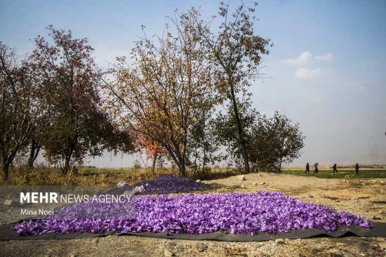خط و نقد | اخبار ایران و جهان | Mehr News Agency